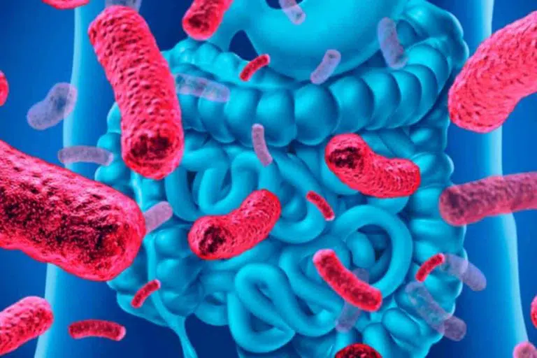 Microbiota intestinal: a relação com a sua saúde! 1 microbiota-intestinal